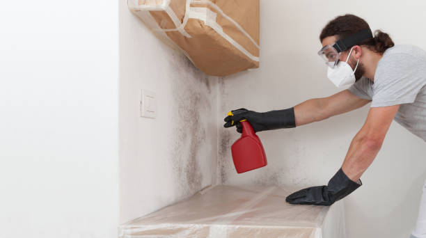 Professional Basement Mold Remediation technician working in Lombard, IL